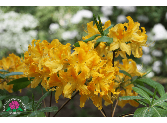 Rhododendron   'Selga'